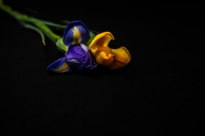 黑色表面上有紫色和黄色的花